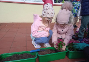 Dziewczynki z Myślicieli sadzą kwiatki