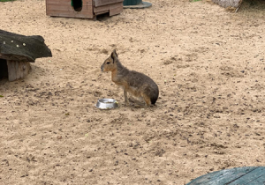 Zwierzęta w mini zoo