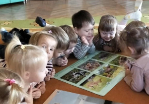 Maluchy oglądają plansze ze zwierzętami
