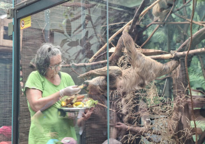 Pani Karmi lemura