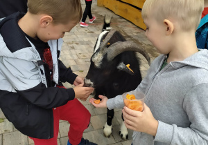 Chłopcy karmią kozy