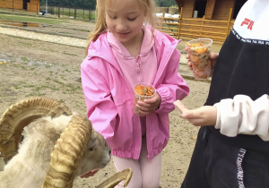 Dziewczynka karmi kozę