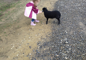 Dziewczynka karmi owieczkę