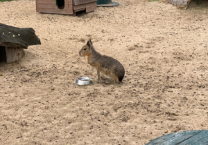 Zwierzęta w mini zoo