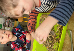 Chłopiec posypuje ziarnem rolkę