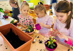 Dziewczyny sadzą bratki