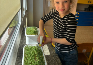 Dziewczynka podlewa rzeżuchę - dekorację sali