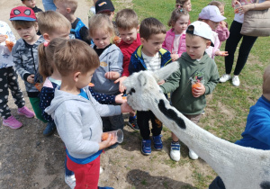 Dzieci dokarmiają zwierzęta