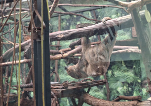 Lemur wisi na gałęzi