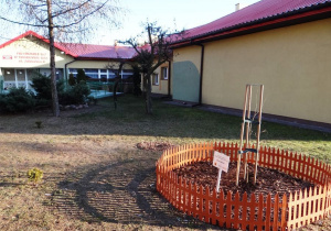 Dąb w ogrodzie przedszkolnym