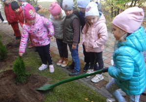 Dziewczynka przysypuje tuję ziemią