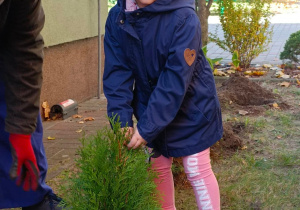 Dziewczynka pomaga przy sadzeniu drzewa